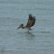 Pelican picking up lunch!
