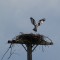 Osprey heading back to its’ nest.