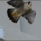 Peregrine Falcon takes flight
