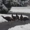 Watch out for the turkeys!