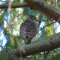 Coopers Hawk in the Pine Tree