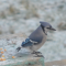 Blue Jay with no Tail