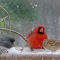 Junco, Cardinal, and Field Sparrow on a snowy tray feeder