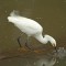 Snowy Egret Hunts for Food