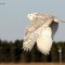 Snowy Owl in flight.