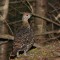 Immature (or female) Spruce Grouse