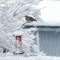 Tourterelle triste sous la neige / In the snow mourning dove
