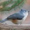 Tufted Titmouse at dawn