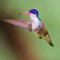 Violet-crowned Hummingbird in flight