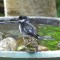 Black-capped Chickadee Enjoys the Water
