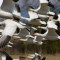 snow geese taking flight