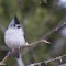 Puffed up titmouse