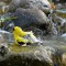 Bathing Goldfinch