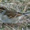Chipping Sparrow