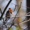 Foxey Sparrow visits