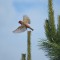 House finch takes flight