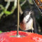 Chickadee loves  the suet and  visits many times a day  the seed and suet feeder