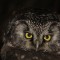 Bold Boreal Owl
