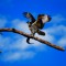 Osprey with fresh river trout