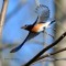Flight of the Eastern Bluebird