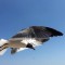 Jersey Shore  Gull