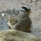 White-crowned sparrow bath
