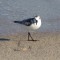 Sanderling on the Shore