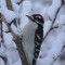 Downy Woodpecker amidst newly fallen snow.