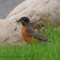 American Robin on a mission.