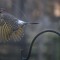 Yellow Shafted Northern Flicker leaving my feeder, January 7, 2016. Marian Fisher Toledo, Ohio
