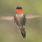 Ruby throated hummingbird