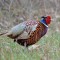 Pheasant with Wildflower