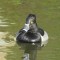 Ring-Necked Duck at the Sutro Baths in San Francisco, CA