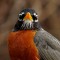 Robin: Up Close and Personal