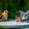 Robins vying for room in the birdbath