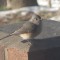 Tufted titmouse in the morning