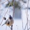 Mom’s beloved tufted titmouse