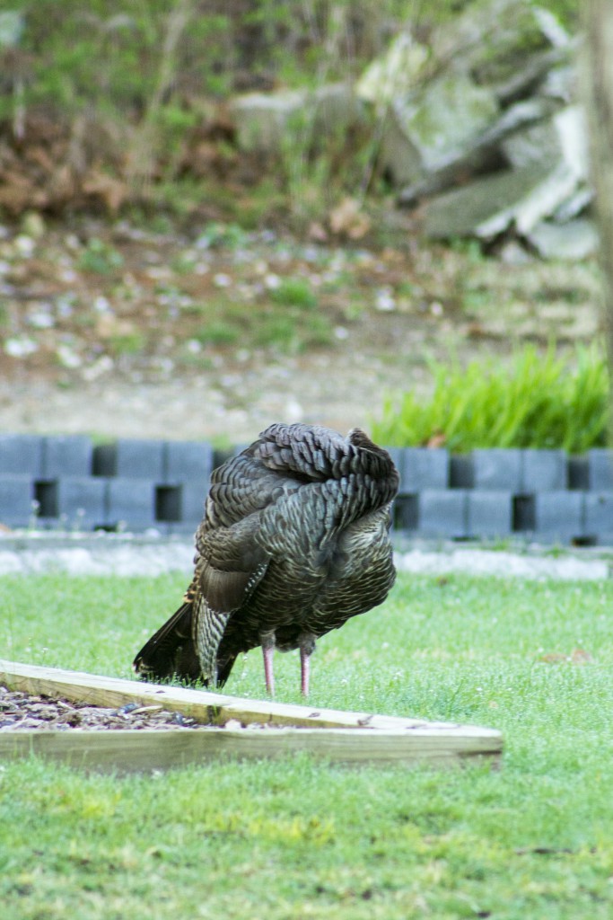 headless turkey - FeederWatch