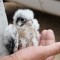 American kestral chick just banded