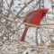 Pretty Red Bird