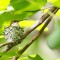 Nesting female Ruby-throated Hummingbird