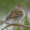 Chipping Sparrow in a pine