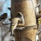 Pine Siskin and Goldfinches