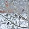 Finches and a Friend