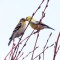 American Goldfinches Getting Acquainted