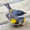 Yellow-rumped Warber Showing Off Most His Markings