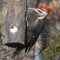 Male Pileated  Woodpecker at the suet log
