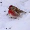 Bright Red Common Redpoll