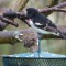 Male & Female Rose-breasted Grosbeak Getting Aquainted