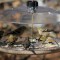 8 American Goldfinches 7 1 Pine Siskin in tray feeder (1-13-16)